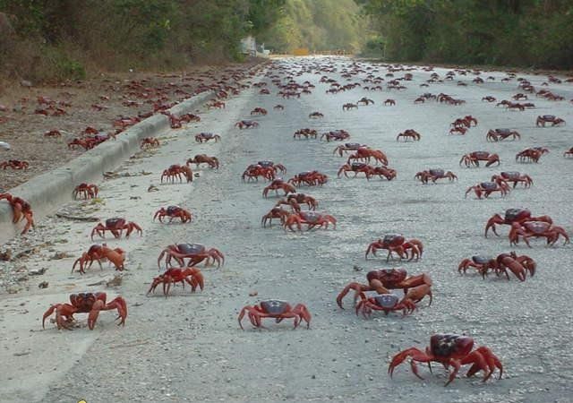 Crab Invasion
