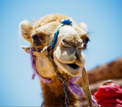 Camel MERS Pandemic