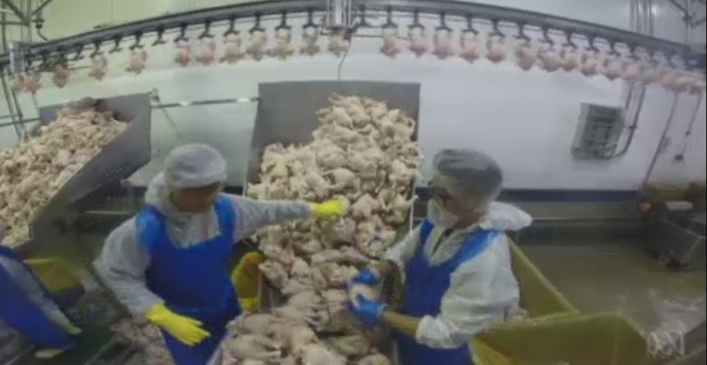 Foreign Slave Labour at Baiada Select Poultry