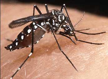 Aedes aegypti mosquito (Zika Virus)