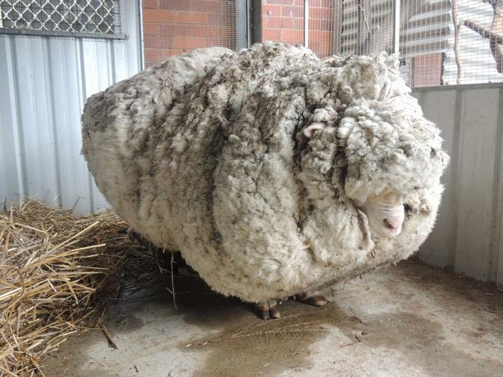 Woolly COAG