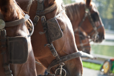 Blinders on Harnessed Horses